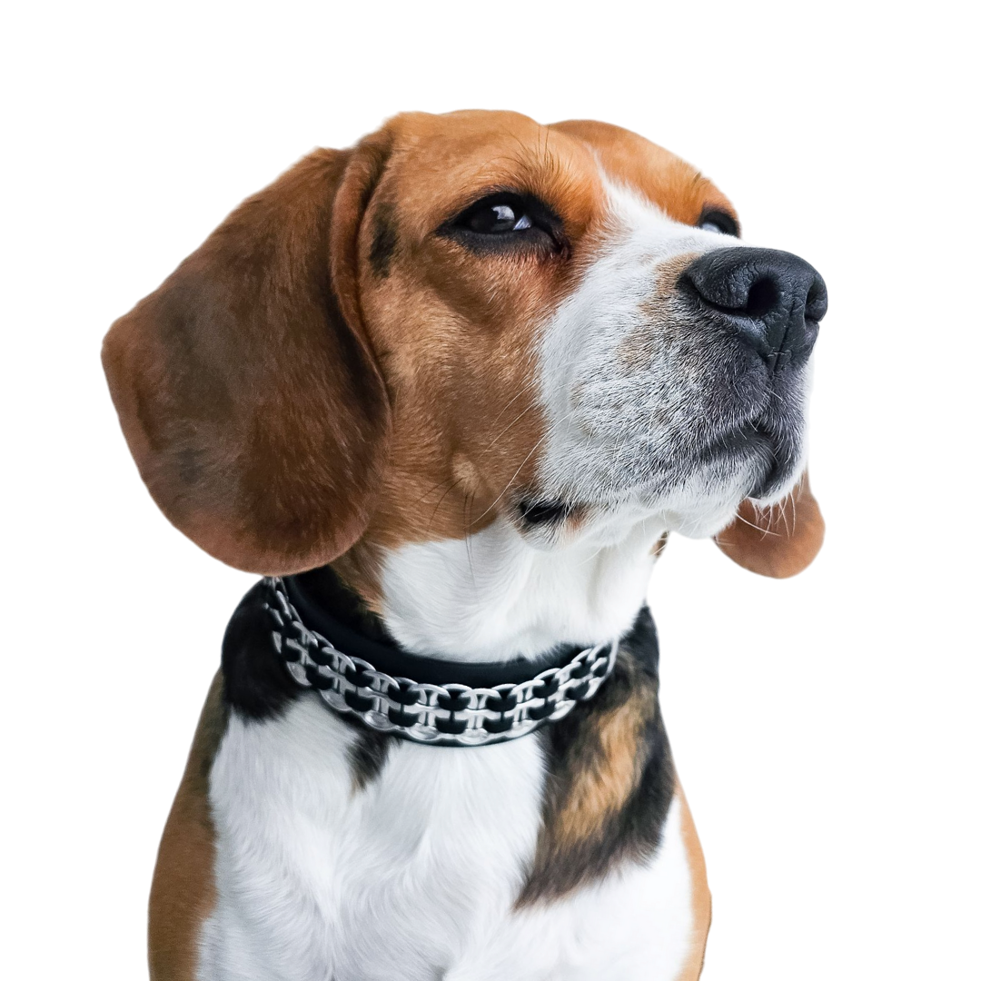 Éco’wOof